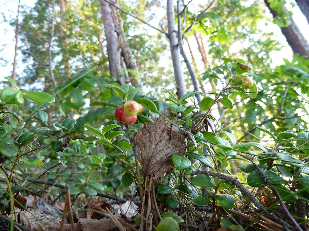 CLOSE-UP OF FRUITS ON TREE