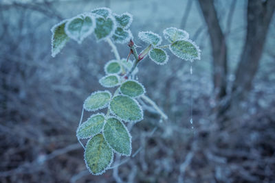 Ice crystals on leaves