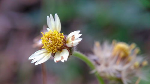 Close-up of white flowering plant