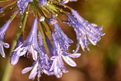 Close-up of wet flower