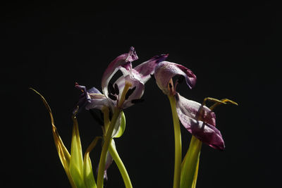 Close-up of purple flowers against black background