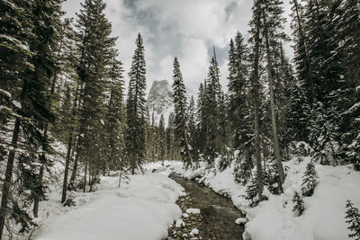 Clear stream flows through winter landscape in forest and mountains