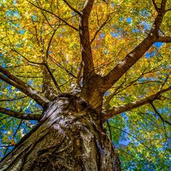 Low angle view of trees in the forest