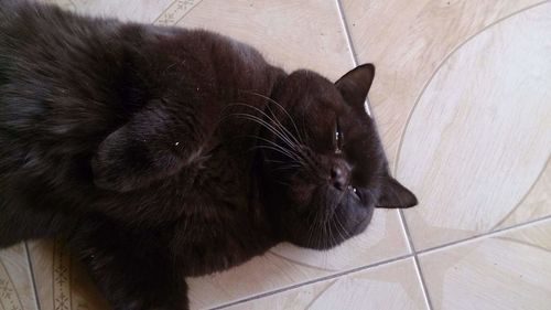 Close-up of cat relaxing at home