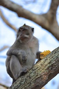 Low angle view of monkey sitting on tree