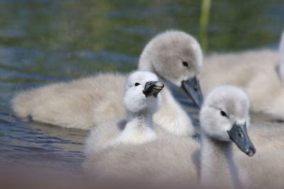 Cygnets swimming in lake