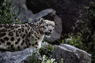 View of a cat on rock