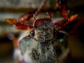 Close-up of insect