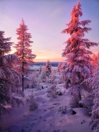 Trees on snow covered field against sky during sunset
