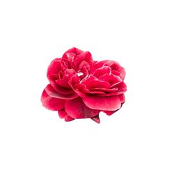 Close-up of pink rose