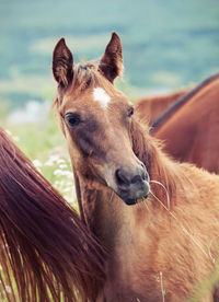 Close-up portrait of horse against sky
