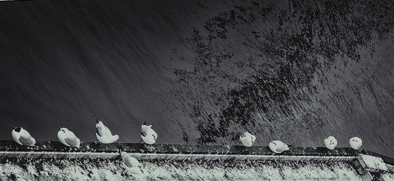 VIEW OF BIRDS PERCHING ON WALL AGAINST THE SKY