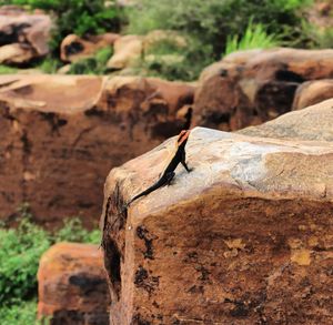 Close-up of insect on rock