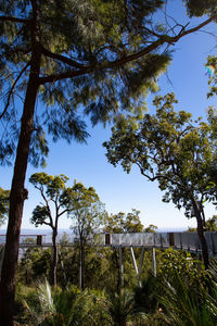 Low angle view of trees against sky