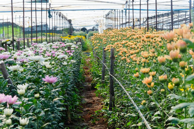 View of flowering plants in greenhouse