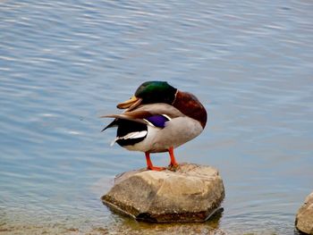 Duck on a lake