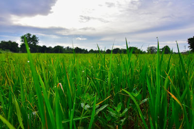 Scenic view of agricultural field against sky