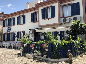 Potted plants on street by building