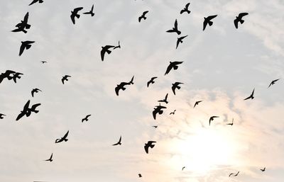 Low angle view of birds flying in sky
