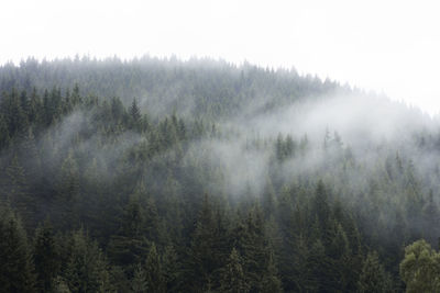 Scenic view of forest against sky during foggy weather