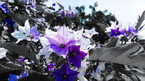 Close-up of purple flowers blooming outdoors