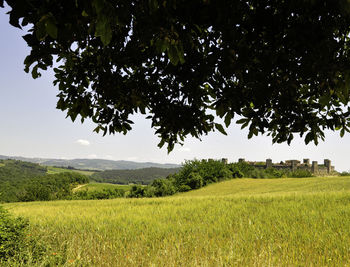 Scenic view of agricultural field against sky