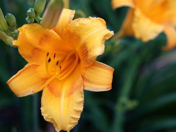 Close-up of day lily