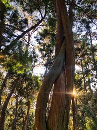 Low angle view of sunlight streaming through trees in forest