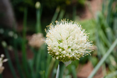 Close-up of insect on plant