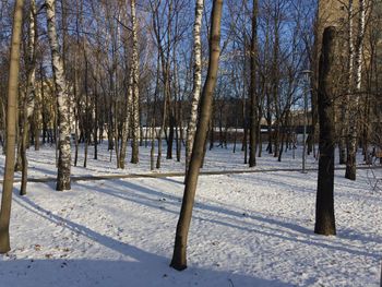 Bare trees on snow covered field