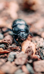 Close-up of insect