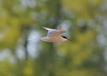 Low angle view of a bird flying