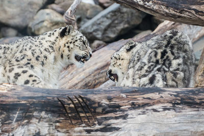 Snow leopards playing arguing between trees rock background