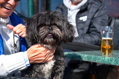 Portrait of cute little shih tzu puppy holding by her owner