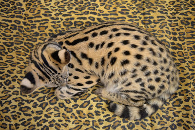 High angle view of cat lying on carpet