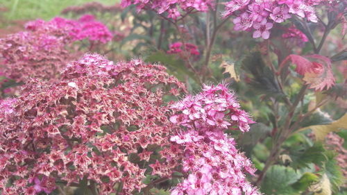 Close-up of pink flowers