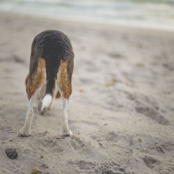 Close-up of bird on beach
