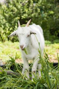 White horse in a field