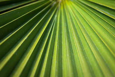 Close-up of a bright green leaf of a palm tree under the bright tropical sun. a leaf of a palm tree