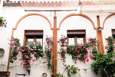 Potted plants against building