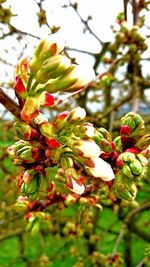 Close-up of flowers