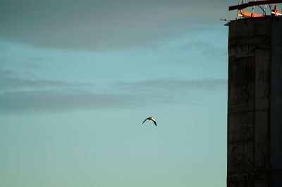 Low angle view of bird flying against sky