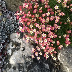 High angle view of pink flowering plants