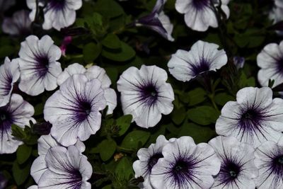 High angle view of white flowering plants