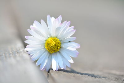 Close-up of white daisy