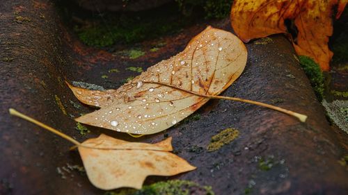 leaf