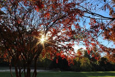 Sun shining through trees