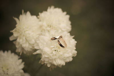 Close-up of wedding rings on white flower