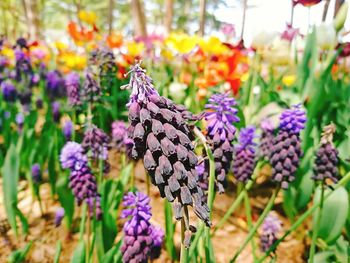 Close-up of butterfly on purple flowers