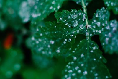Close-up of wet leaves